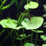 植栽から9日目　アマゾンチドメグサ
